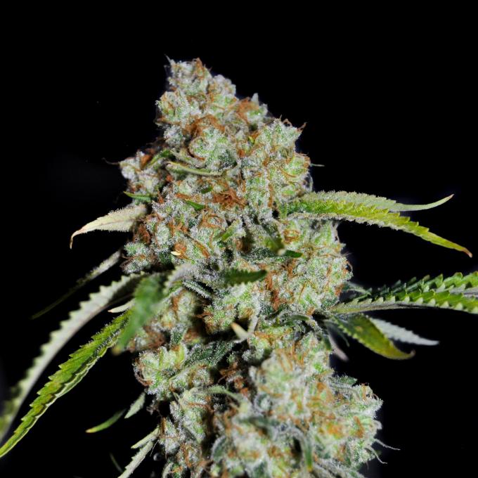5 strains that will be great this Holiday Season, BuyWeed247